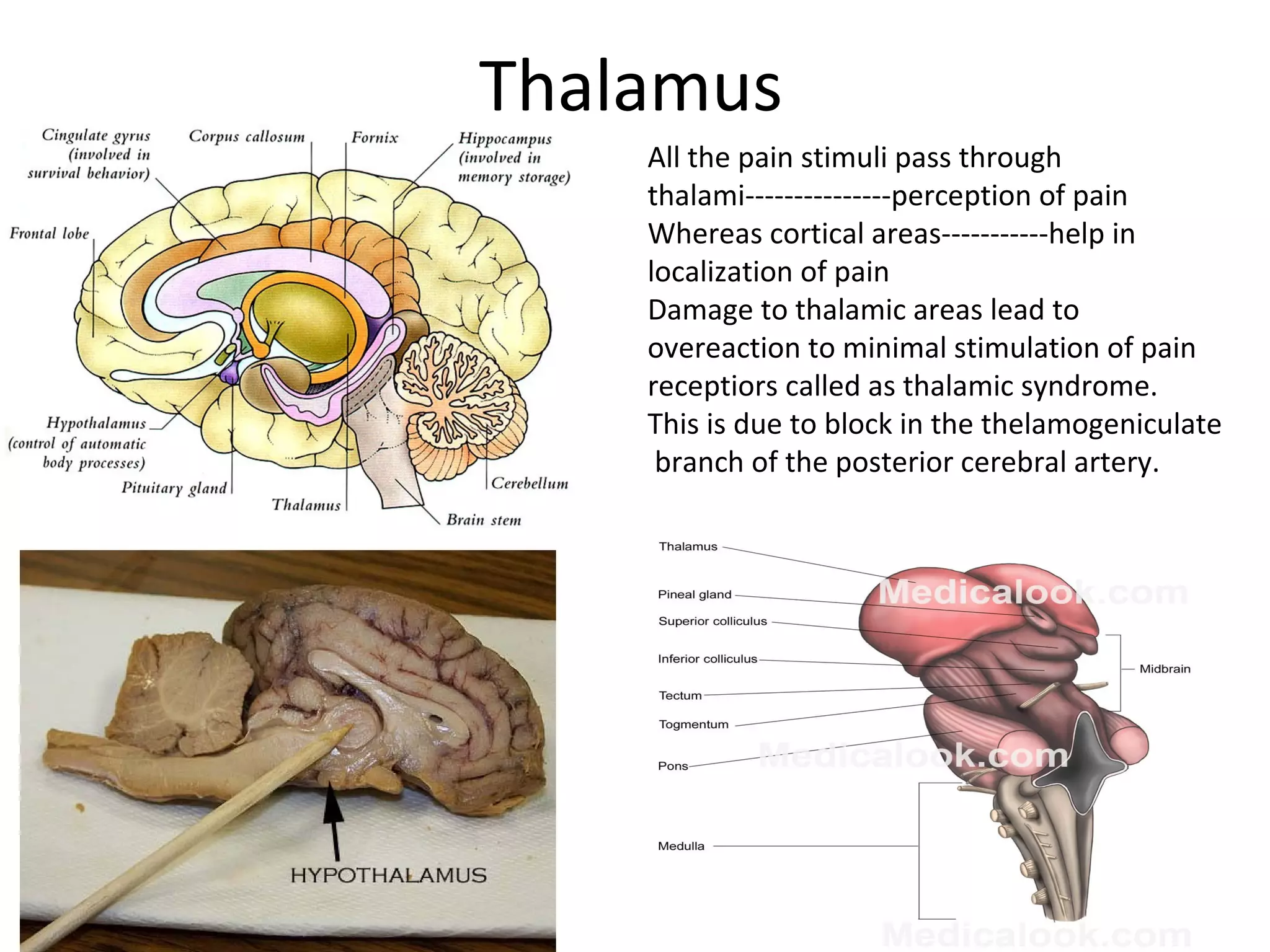 Thalamus
All the pain stimuli pass through
thalami---------------perception of pain
Whereas cortical areas-----------help in
localization of pain
Damage to thalamic areas lead to
overeaction to minimal stimulation of pain
receptiors called as thalamic syndrome.
This is due to block in the thelamogeniculate
branch of the posterior cerebral artery.
 