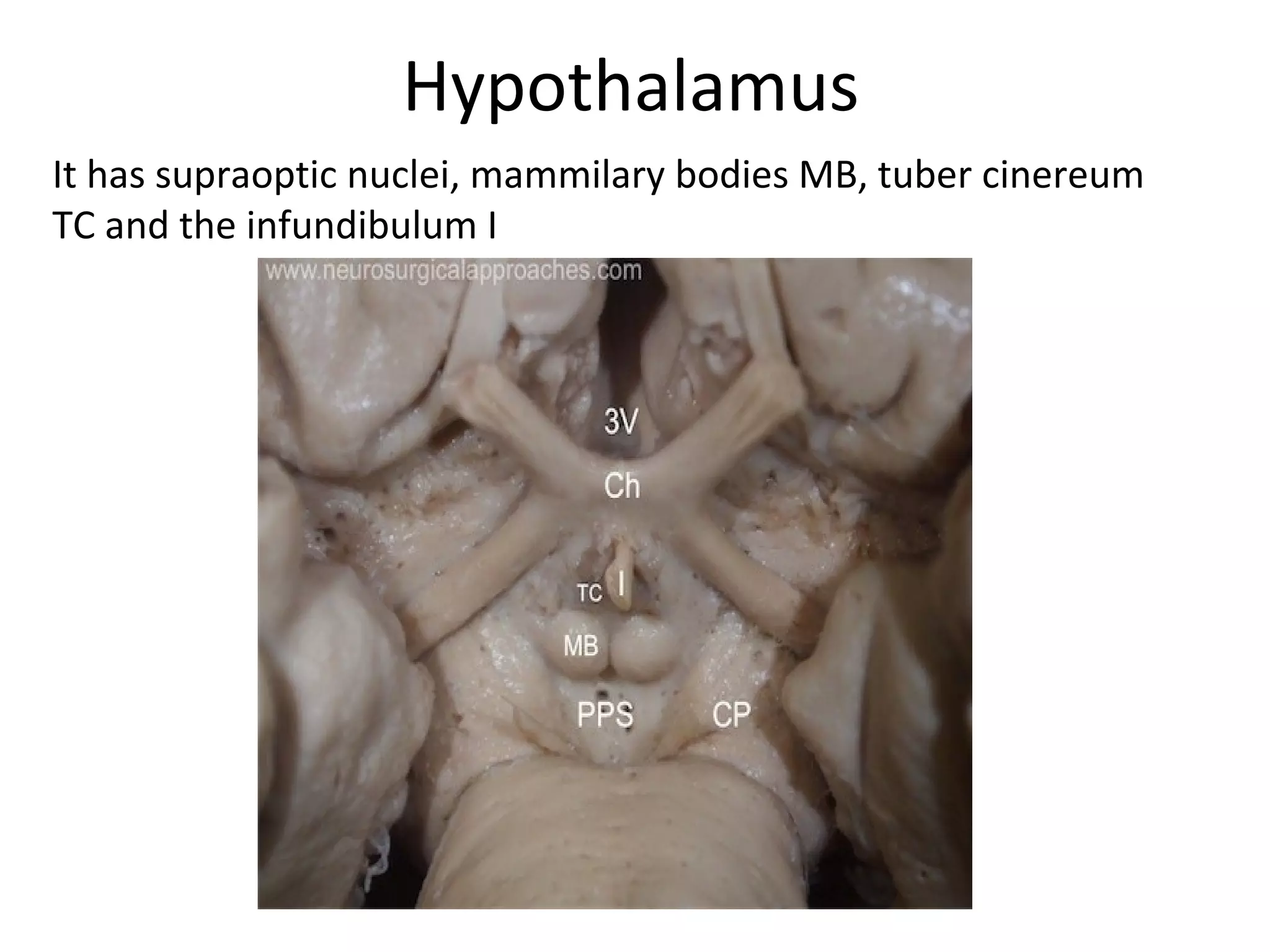 Hypothalamus
It has supraoptic nuclei, mammilary bodies MB, tuber cinereum
TC and the infundibulum I
 