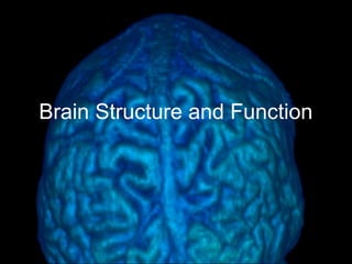 Brain Structure and Function
 