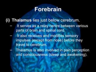 Brain structure (2) | PPT