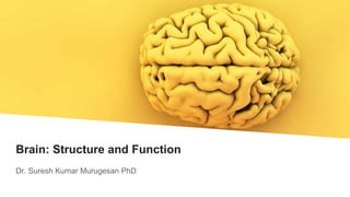 Brain: Structure and Function
Dr. Suresh Kumar Murugesan PhD
 
