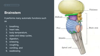 Brainstem
It performs many automatic functions such
as
1. breathing,
2. heart rate,
3. body temperature,
4. wake and sleep cycles,
5. digestion,
6. sneezing,
7. coughing,
8. vomiting, and
9. swallowing.
 