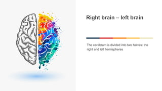 Right brain – left brain
The cerebrum is divided into two halves: the
right and left hemispheres
 