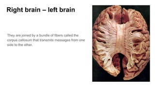 Right brain – left brain
They are joined by a bundle of fibers called the
corpus callosum that transmits messages from one
side to the other.
 