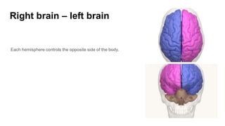 Right brain – left brain
Each hemisphere controls the opposite side of the body.
 