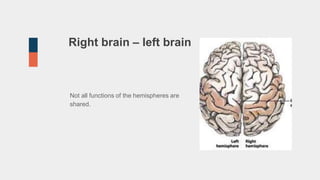 Right brain – left brain
Not all functions of the hemispheres are
shared.
 