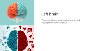 Left brain
The left hemisphere is dominant in hand use and
language in about 92% of people.
 