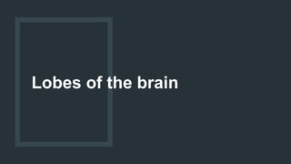 Lobes of the brain
 