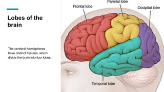 Lobes of the
brain
The cerebral hemispheres
have distinct fissures, which
divide the brain into four lobes.
 