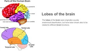 Lobes of the brain
The lobes of the brain were originally a purely
anatomical classification, but have been shown also to be
related to different brain functions.
 