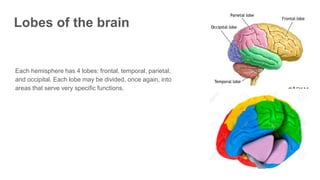 Lobes of the brain
Each hemisphere has 4 lobes: frontal, temporal, parietal,
and occipital. Each lobe may be divided, once again, into
areas that serve very specific functions.
 