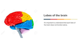 Lobes of the brain
It’s important to understand that each lobe of
the brain does not function alone.
 