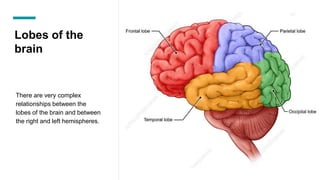 Lobes of the
brain
There are very complex
relationships between the
lobes of the brain and between
the right and left hemispheres.
 