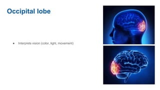 Occipital lobe
● Interprets vision (color, light, movement)
 