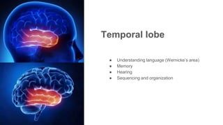 Temporal lobe
● Understanding language (Wernicke’s area)
● Memory
● Hearing
● Sequencing and organization
 