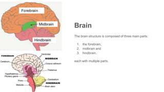 Brain
The brain structure is composed of three main parts:
1. the forebrain,
2. midbrain and
3. hindbrain,
each with multiple parts.
 