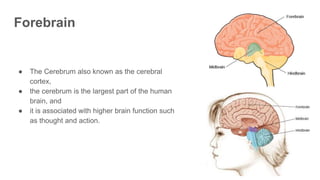Forebrain
● The Cerebrum also known as the cerebral
cortex,
● the cerebrum is the largest part of the human
brain, and
● it is associated with higher brain function such
as thought and action.
 