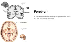 Forebrain
In fore brian nerve cells make up the gray surface, which
is a little thicker than our thumb.
 