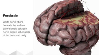 Forebrain
White nerve fibers
beneath the surface
carry signals between
nerve cells in other parts
of the brain and body.
 