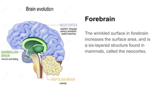 Forebrain
The wrinkled surface in forebrain
increases the surface area, and is
a six-layered structure found in
mammals, called the neocortex.
 