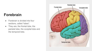 Forebrain
● Forebrain is divided into four
sections, called “lobes”.
● They are; the frontal lobe, the
parietal lobe, the occipital lobe and
the temporal lobe.
 