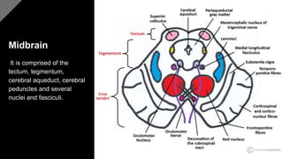 Midbrain
It is comprised of the
tectum, tegmentum,
cerebral aqueduct, cerebral
peduncles and several
nuclei and fasciculi.
 