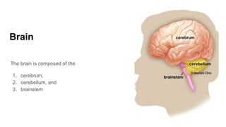 Brain
The brain is composed of the
1. cerebrum,
2. cerebellum, and
3. brainstem
 