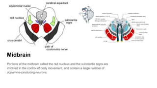 Midbrain
Portions of the midbrain called the red nucleus and the substantia nigra are
involved in the control of body movement, and contain a large number of
dopamine-producing neurons.
 