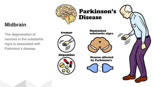 Midbrain
The degeneration of
neurons in the substantia
nigra is associated with
Parkinson’s disease.
 