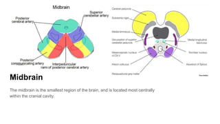 Midbrain
The midbrain is the smallest region of the brain, and is located most centrally
within the cranial cavity.
 