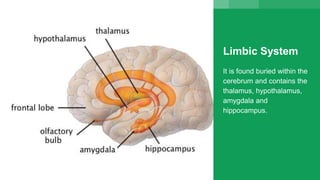Limbic System
It is found buried within the
cerebrum and contains the
thalamus, hypothalamus,
amygdala and
hippocampus.
 