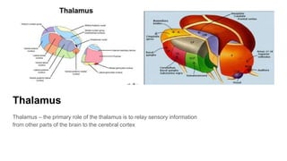 Thalamus
Thalamus – the primary role of the thalamus is to relay sensory information
from other parts of the brain to the cerebral cortex
 