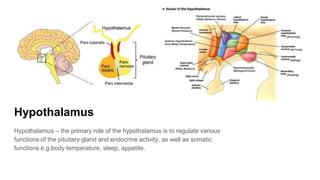 Hypothalamus
Hypothalamus – the primary role of the hypothalamus is to regulate various
functions of the pituitary gland and endocrine activity, as well as somatic
functions e.g.body temperature, sleep, appetite.
 