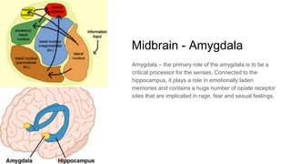Midbrain - Amygdala
Amygdala – the primary role of the amygdala is to be a
critical processor for the senses. Connected to the
hippocampus, it plays a role in emotionally laden
memories and contains a huge number of opiate receptor
sites that are implicated in rage, fear and sexual feelings.
 