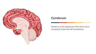 Cerebrum
Cerebrum is the largest part of the brain and is
composed of right and left hemispheres.
 