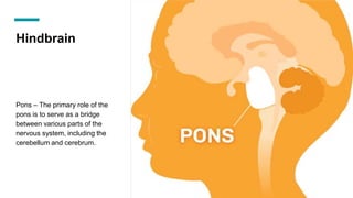 Hindbrain
Pons – The primary role of the
pons is to serve as a bridge
between various parts of the
nervous system, including the
cerebellum and cerebrum.
 