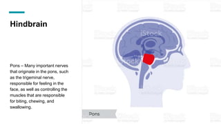 Hindbrain
Pons – Many important nerves
that originate in the pons, such
as the trigeminal nerve,
responsible for feeling in the
face, as well as controlling the
muscles that are responsible
for biting, chewing, and
swallowing.
 
