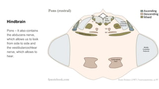 Hindbrain
Pons – It also contains
the abducens nerve,
which allows us to look
from side to side and
the vestibularcochlear
nerve, which allows to
hear.
 