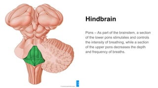 Hindbrain
Pons – As part of the brainstem, a section
of the lower pons stimulates and controls
the intensity of breathing, while a section
of the upper pons decreases the depth
and frequency of breaths.
 