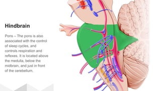 Hindbrain
Pons – The pons is also
associated with the control
of sleep cycles, and
controls respiration and
reflexes. It is located above
the medulla, below the
midbrain, and just in front
of the cerebellum.
 