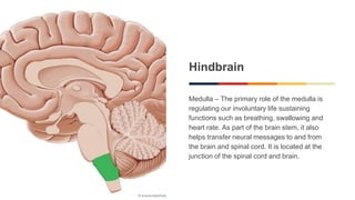 Hindbrain
Medulla – The primary role of the medulla is
regulating our involuntary life sustaining
functions such as breathing, swallowing and
heart rate. As part of the brain stem, it also
helps transfer neural messages to and from
the brain and spinal cord. It is located at the
junction of the spinal cord and brain.
 
