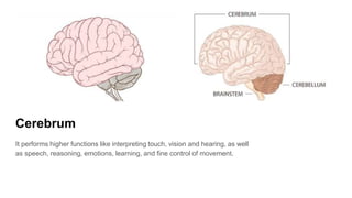 Cerebrum
It performs higher functions like interpreting touch, vision and hearing, as well
as speech, reasoning, emotions, learning, and fine control of movement.
 