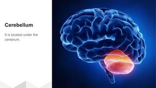 Cerebellum
It is located under the
cerebrum.
 