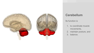 Cerebellum
Its function is
1. to coordinate muscle
movements,
2. maintain posture, and
3. balance.
 