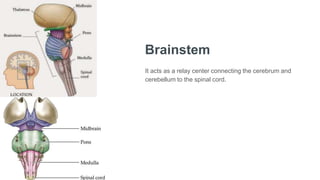 Brainstem
It acts as a relay center connecting the cerebrum and
cerebellum to the spinal cord.
 