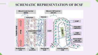 brain specific drug delivery system. M. pharm (2nd sem.) | PPTX