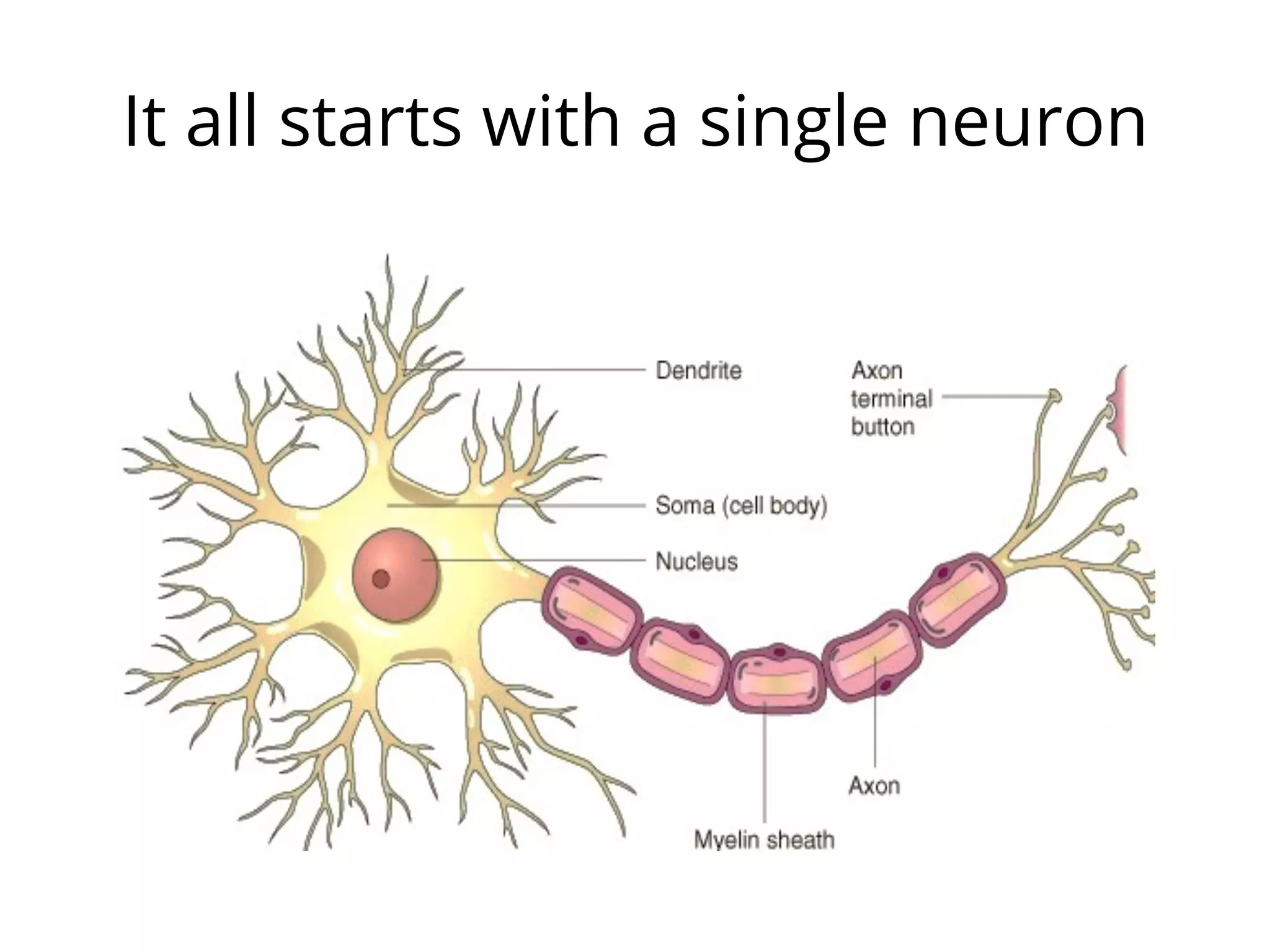 It all starts with a single neuron
 