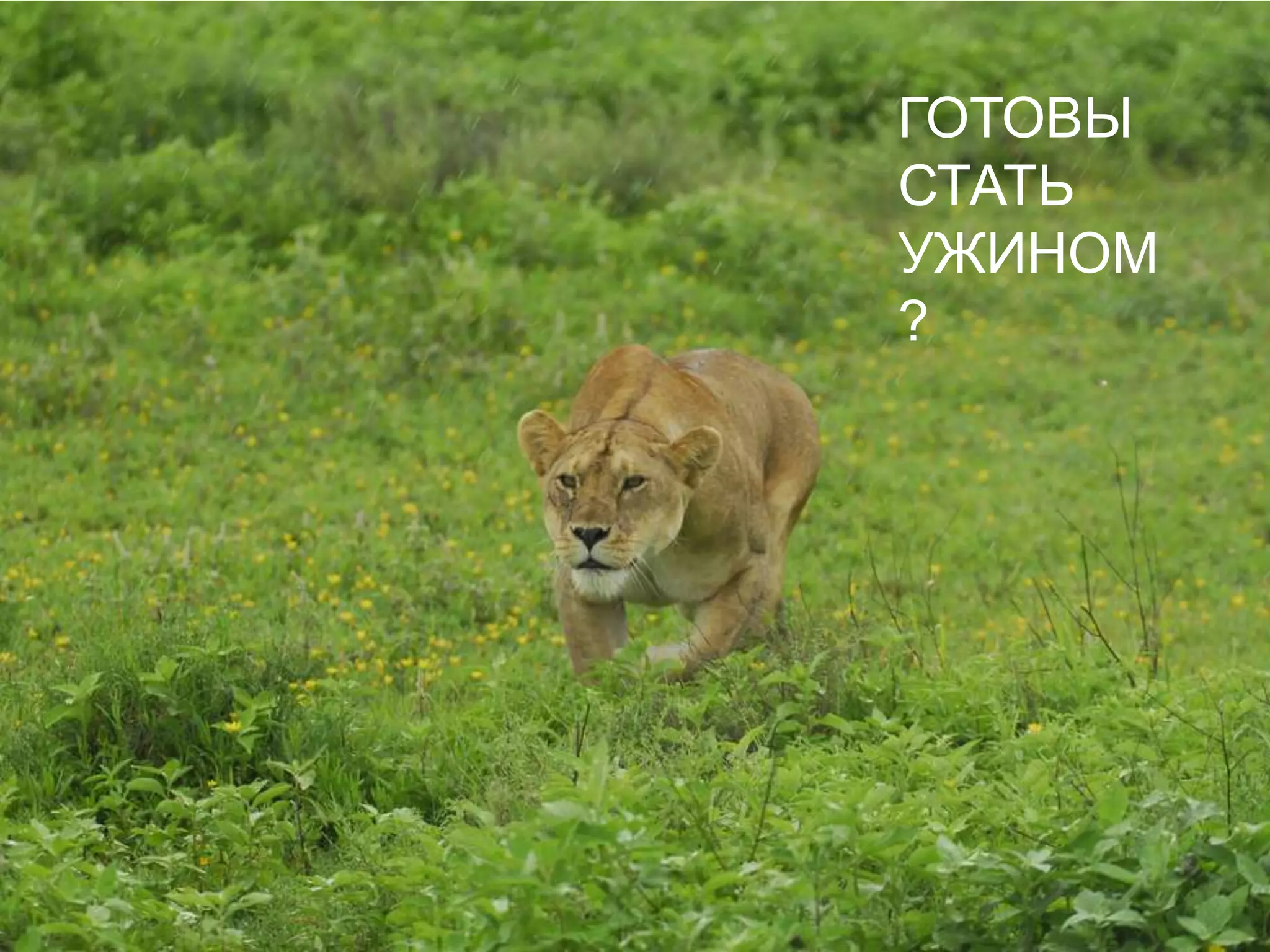 ГОТОВЫСТАТЬУЖИНОМ?