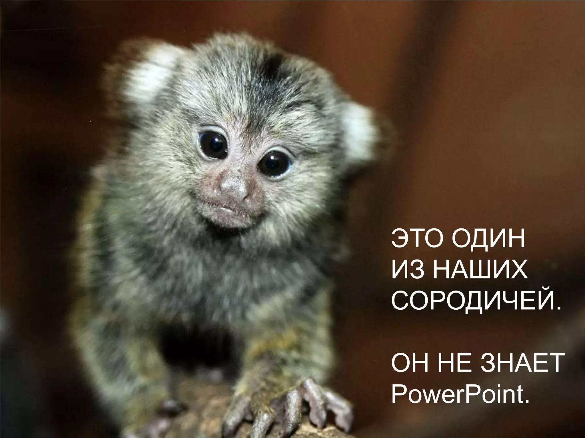 ЭТО ОДИН ИЗ НАШИХ СОРОДИЧЕЙ.ОН НЕ ЗНАЕТPowerPoint.