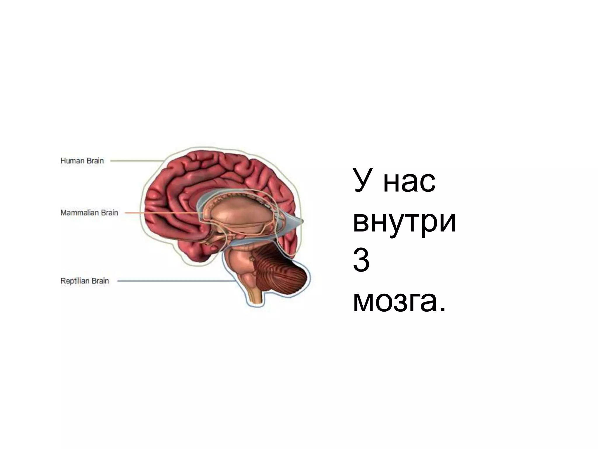 У насвнутри 3 мозга.